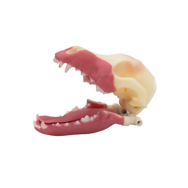 Norman – Multi Procedure Canine Dental Model   tandmodel hund1